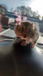 Hamster gratis mee nemen (3 maanden), Mei