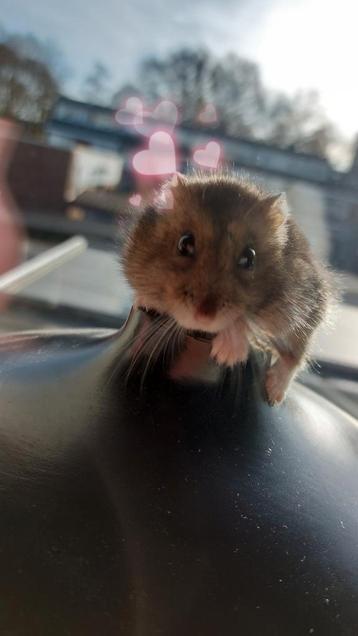 Hamster gratis mee nemen (3 maanden) beschikbaar voor biedingen