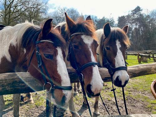 Onbezorgde buitenrit door landgoed de Utrecht, Diensten en Vakmensen, Dieren | Paarden | Verzorging, Oppas en Les, Paardrijles of Ponykampen