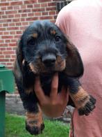 Ruwhaar Teckel Pup pups, Dieren en Toebehoren, Honden | Teckels en Dashonden, Standaard, Reu, CDV (hondenziekte), 8 tot 15 weken