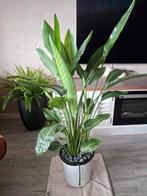 Strelitzia reginae (heel mooi), Huis en Inrichting, Kamerplanten, Ophalen, Halfschaduw, Minder dan 100 cm