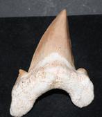 Haaientand, Verzamelen, Mineralen en Fossielen, Ophalen of Verzenden, Fossiel