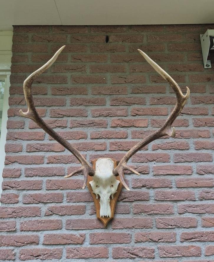 Mooi Groot Edelhert Gewei Echte Schedel Jacht Mancave c89, Verzamelen, Dierenverzamelingen, Gebruikt, Schedel, Hert, Ophalen