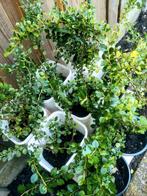 9 x groene bodem Dekker/ haag  plants, Tuin en Terras, Planten | Tuinplanten, Ophalen, Zomer, Siergrassen, Volle zon