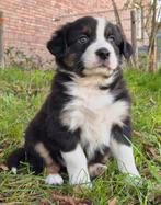 Australian shepherd x Berner sennen pups, Dieren en Toebehoren, Honden | Herdershonden en Veedrijvers, Nederland, 8 tot 15 weken