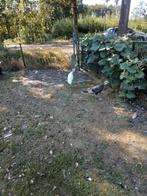 Kalkoenen, Dieren en Toebehoren