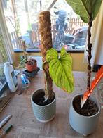 Philodendron mamei incl pot en mosstok, Huis en Inrichting, Kamerplanten, Overige soorten, Minder dan 100 cm, Halfschaduw, In pot
