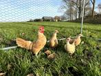 Sebright kippen gesekst, geringd en ingeënt Geelwitgezoomd, Dieren en Toebehoren, Pluimvee, Vrouwelijk, Kip