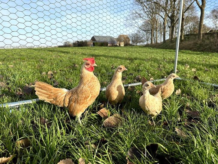 Sebright kippen gesekst, geringd en ingeënt Geelwitgezoomd, Dieren en Toebehoren, Pluimvee, Kip, Vrouwelijk