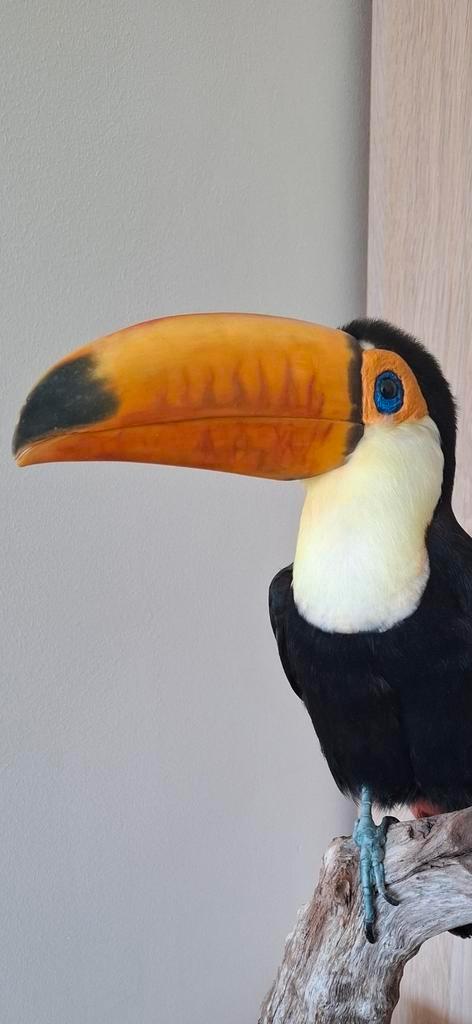Reuzentoekan opgezet, Verzamelen, Dierenverzamelingen, Zo goed als nieuw, Opgezet dier, Ophalen of Verzenden