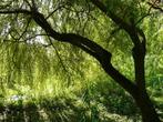 Salix sep. Chrysocoma - Treurwilg, Tuin en Terras, Planten | Bomen, Bloeit niet, Ophalen of Verzenden, 250 tot 400 cm, Treurboom