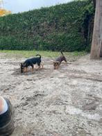 Super lieve knappe jack russel puppies, Dieren en Toebehoren, Jack Russell Terriër, CDV (hondenziekte), 8 tot 15 weken, Meerdere