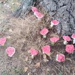 12 watten paddenstoelen op steeltjes Handmade!!!, Antiek en Kunst, Curiosa en Brocante, Verzenden