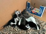 Wie wil een lief poesje, Dieren en Toebehoren, Meerdere dieren, Kortharig, 0 tot 2 jaar