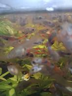 Guppen te koop, Dieren en Toebehoren, Vissen | Aquariumvissen, Vis