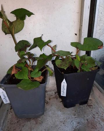 Houttuynia cordata chameleon beschikbaar voor biedingen