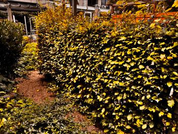 Beukenhaag 2.5 m beschikbaar voor biedingen