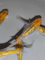 Medaka Miyazakura ( Japanse Rijstvisjes ) eitjes te koop, Dieren en Toebehoren, Vissen | Aquariumvissen, Vis