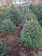 Kerstbomen, Tuin en Terras, Planten | Bomen, Bloeit niet, Overige soorten, Ophalen, Volle zon