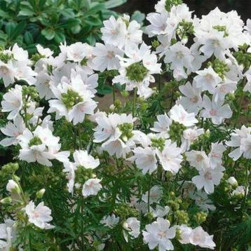 Zaden Malva Moschata wit beschikbaar voor biedingen