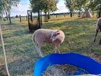 Mooie jonge ouessant ram!, Dieren en Toebehoren, Schapen, Geiten en Varkens, Mannelijk, Schaap, 0 tot 2 jaar