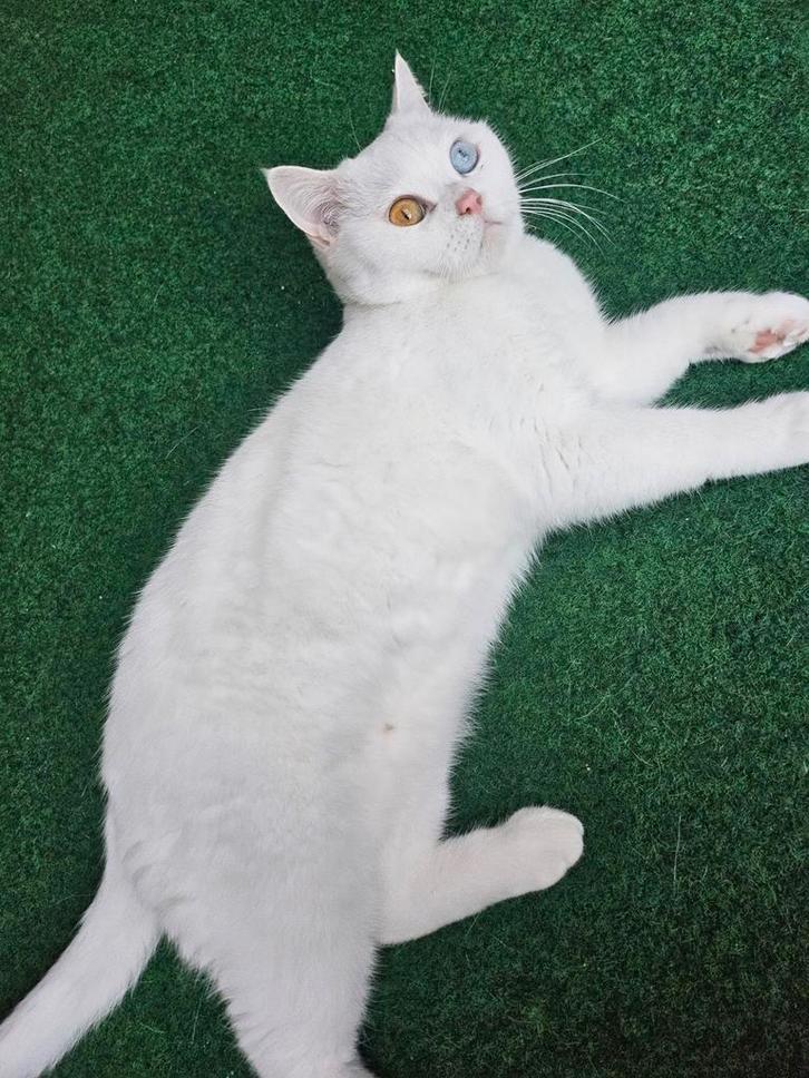 Britse korthaar Poes met 2 kleurig ogen😻, Dieren en Toebehoren, Katten en Kittens | Raskatten | Korthaar, Poes, 0 tot 2 jaar