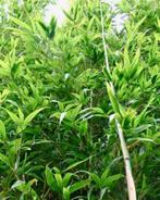 Semiarundinaria Fastuosa Viridis | Hoge Tempelbamboe, Bloeit niet, 400 cm of meer, Volle zon, In pot