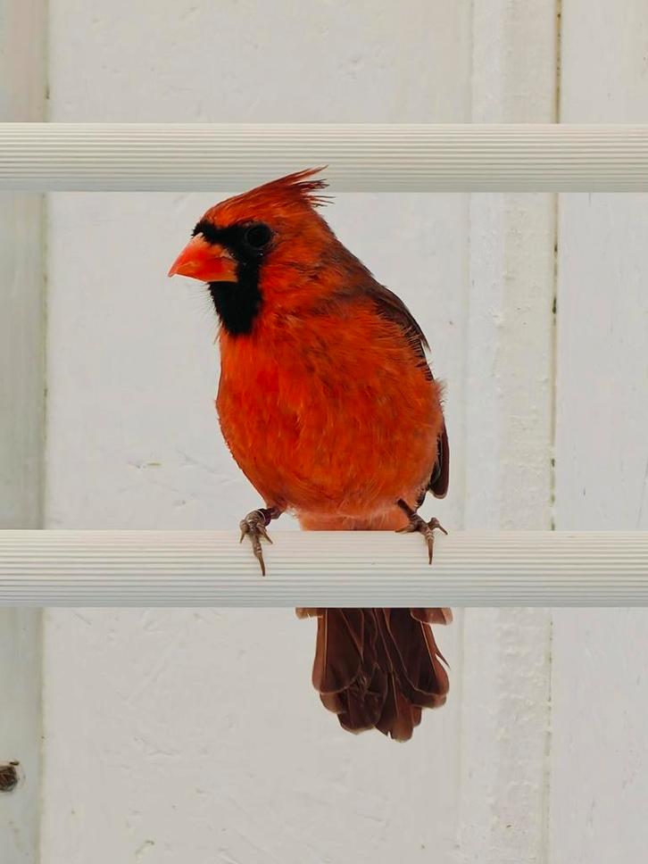 Rode kardinalen koppel, Dieren en Toebehoren, Vogels | Overige Vogels, Wildzangvogel, Meerdere dieren, Geringd