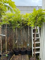 Wisteria’s of blauwe regen kleur blauw op stam vorm pst39,50, Tuin en Terras, Ophalen, Zomer, Overige soorten, Halfschaduw