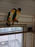 papagaai koppel Caiques zwartkop, Dieren en Toebehoren, Vogels | Parkieten en Papegaaien, Meerdere dieren, Papegaai