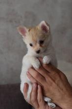 Chihuahua pup, 8 tot 15 weken, Teef, Eén hond, Chihuahua