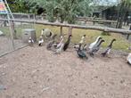 Indische loopeend koppels onverwant van 2025 heren of dames, Dieren en Toebehoren, Pluimvee, Meerdere dieren, Eend