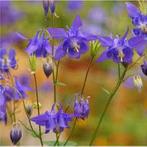 Aquilegia vulgaris grandmothers garden, Tuin en Terras, Planten | Tuinplanten, Overige soorten, Volle zon, Vaste plant, Ophalen of Verzenden