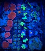 Koralen stekken te koop, Dieren en Toebehoren, Zoutwatervis