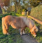 prachtige lieve en sociale pony  (de palomino is verkocht), Merrie, Tuigpony, Ontwormd