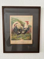 Antieke litho kip uit Cassell's Poultry Book, lijst, glas., Antiek en Kunst, Ophalen of Verzenden