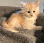 Maine Coon Kittens, Dieren en Toebehoren, Katten en Kittens | Raskatten | Langhaar, Meerdere dieren, Ontwormd, 0 tot 2 jaar