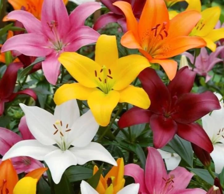 gemengde lelies bolmaat 14/16 (10 stuks), Tuin en Terras, Bloembollen en Zaden, Bloembol, Voorjaar, Volle zon, Ophalen