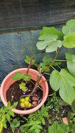 vijgenboom te koop, Ophalen of Verzenden, Overige soorten, Volle zon