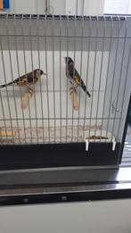 Te koop 1 bloemputter man, Dieren en Toebehoren, Vogels | Kanaries, Mannelijk