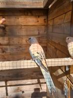 Opaline bourkes pop van 2025, Dieren en Toebehoren, Geslacht onbekend, Parkiet, Geringd