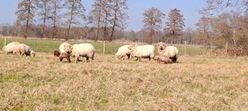 Portland schapen (VSS stamboek) beschikbaar voor biedingen
