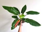 Philodendron Imperial Green, Ophalen, Overige soorten, Halfschaduw, Minder dan 100 cm