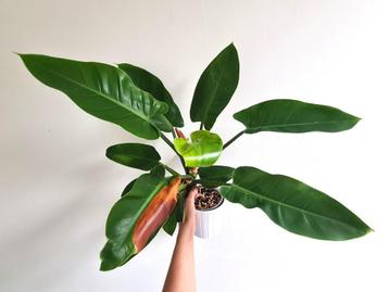 Philodendron Imperial Green beschikbaar voor biedingen