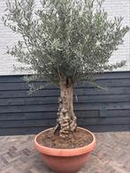 Olijfboom stamomtrek 60/80 cm, 100 tot 250 cm, Olijfboom, Zomer, Ophalen