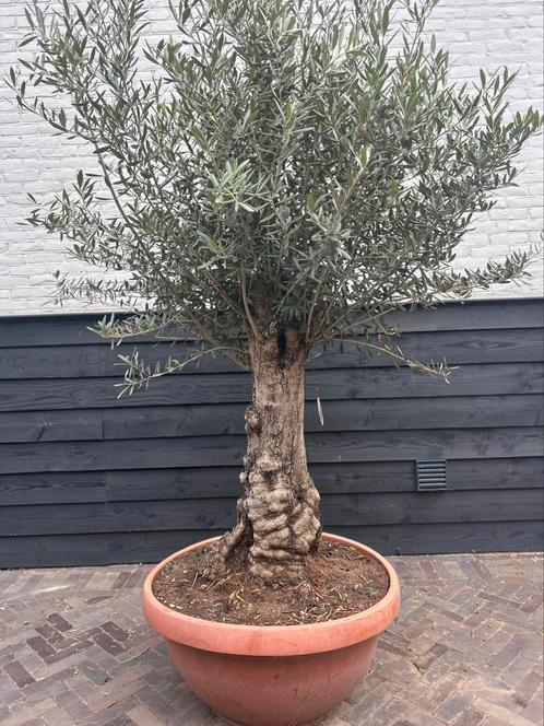 Olijfboom stamomtrek 60/80 cm, Tuin en Terras, Planten | Bomen, Olijfboom, 100 tot 250 cm, Volle zon, Zomer, Ophalen