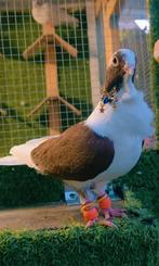 Sierduif vermist rond Born, Dieren en Toebehoren, Vogels | Duiven, Vrouwelijk, Overige soorten