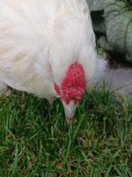 liefe haan, Dieren en Toebehoren, Pluimvee, Mannelijk, Kip