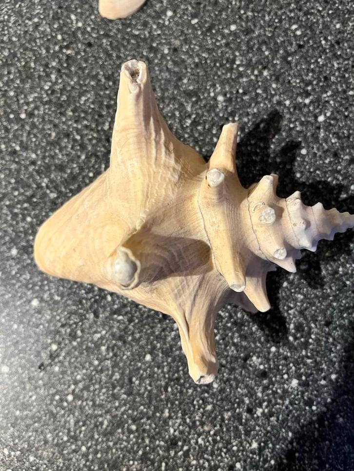 Doosje vol diverse schelpen, Verzamelen, Dierenverzamelingen, Gebruikt, Overige typen, Overige soorten, Ophalen of Verzenden