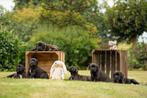 Cane Corso x Boerboel pups, Overige rassen, 8 tot 15 weken, Meerdere, Meerdere dieren